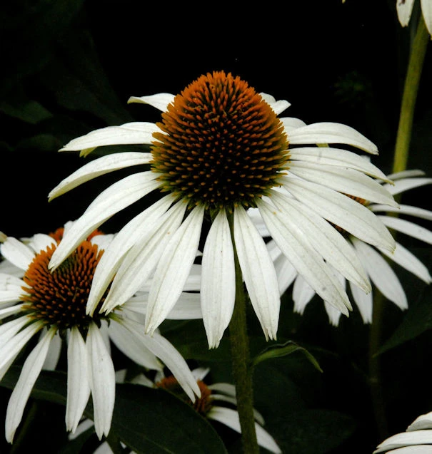 Weißer Sonnenhut - Echinacea Purpurea 3 Weißer Sonnenhut - Echinacea Purpurea