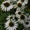 Sonnenhut Avalanche - Großer Topf - Echinacea Purpurea -Gartengrünpflanzen Geschäft Echinacea purpurea Avalanche