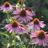 Sonnenhut Baby Swan Pink - Echinacea Purpurea -Gartengrünpflanzen Geschäft Echinacea purpurea Baby Swan Pink