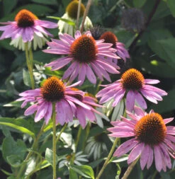 Sonnenhut Baby Swan Pink - Echinacea Purpurea