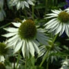 Sonnenhut Baby White Swan - Echinacea Purpurea -Gartengrünpflanzen Geschäft Echinacea purpurea Baby White Swan 1