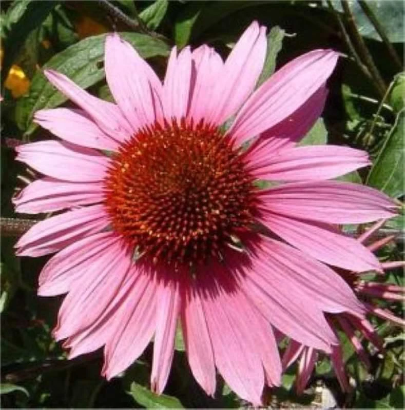 Roter Sonnenhut Doppeldecker - Echinacea Purpurea 3 Roter Sonnenhut Doppeldecker - Echinacea Purpurea