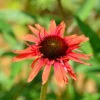 Sonnenhut Fountain Red - Großer Topf - Echinacea Cultorum -Gartengrünpflanzen Geschäft Echinacea purpurea Fountain Red