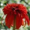 Sonnenhut Hot Papaya - Großer Topf - Echinacea Purpurea 1 Sonnenhut Hot Papaya - Großer Topf - Echinacea Purpurea -Gartengrünpflanzen Geschäft Echinacea purpurea Hot Papaya
