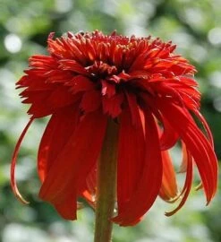 Sonnenhut Hot Papaya - Großer Topf - Echinacea Purpurea