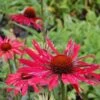 Sonnenhut Hot Summer - Echinacea Purpurea -Gartengrünpflanzen Geschäft Echinacea purpurea Hot Summer