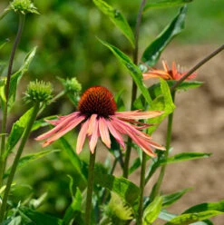 Sonnenhut Lakota Orange - Großer Topf - Echinacea Cultorum