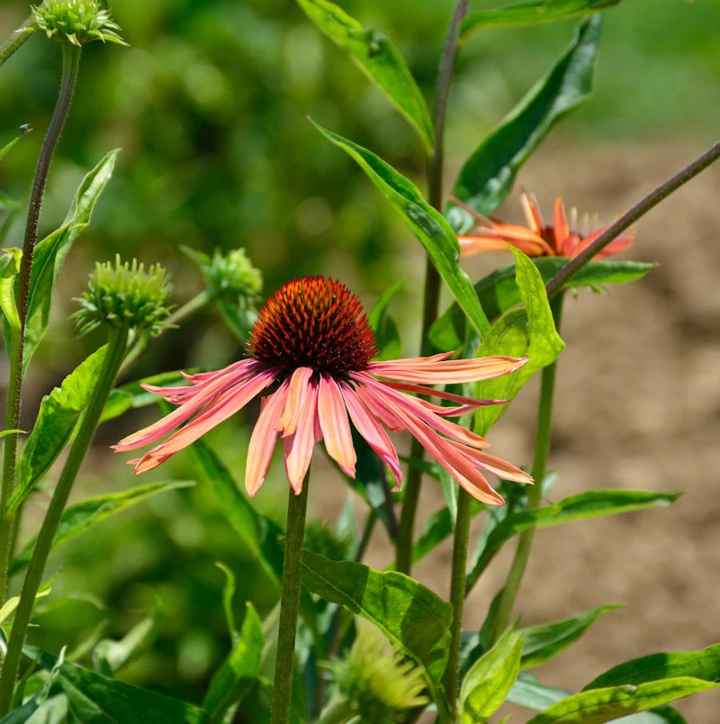 Sonnenhut Lakota Orange - Großer Topf - Echinacea Cultorum 3 Sonnenhut Lakota Orange - Großer Topf - Echinacea Cultorum