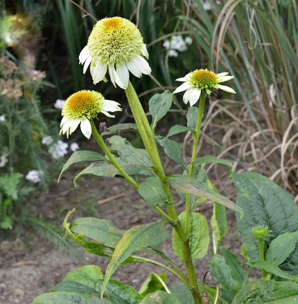 Sonnenhut Milkshake - Echinacea Purpurea 3 Sonnenhut Milkshake - Echinacea Purpurea