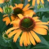 Sonnenhut Orange Skipper - Großer Topf - Echinacea Purpurea -Gartengrünpflanzen Geschäft Echinacea purpurea OrangeSkipper