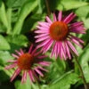 Sonnenhut Pica Bella - Echinacea Purpurea -Gartengrünpflanzen Geschäft Echinacea purpurea Pica Bella