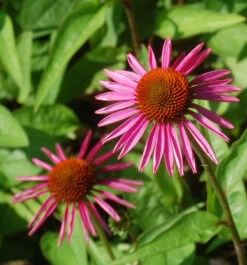 Sonnenhut Pica Bella - Echinacea Purpurea