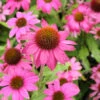 Sonnenhut Pow Wow Wild Berry - Großer Topf - Echinacea Purpurea 1 Sonnenhut Pow Wow Wild Berry - Großer Topf - Echinacea Purpurea -Gartengrünpflanzen Geschäft Echinacea purpurea Pow Wow WildBerry