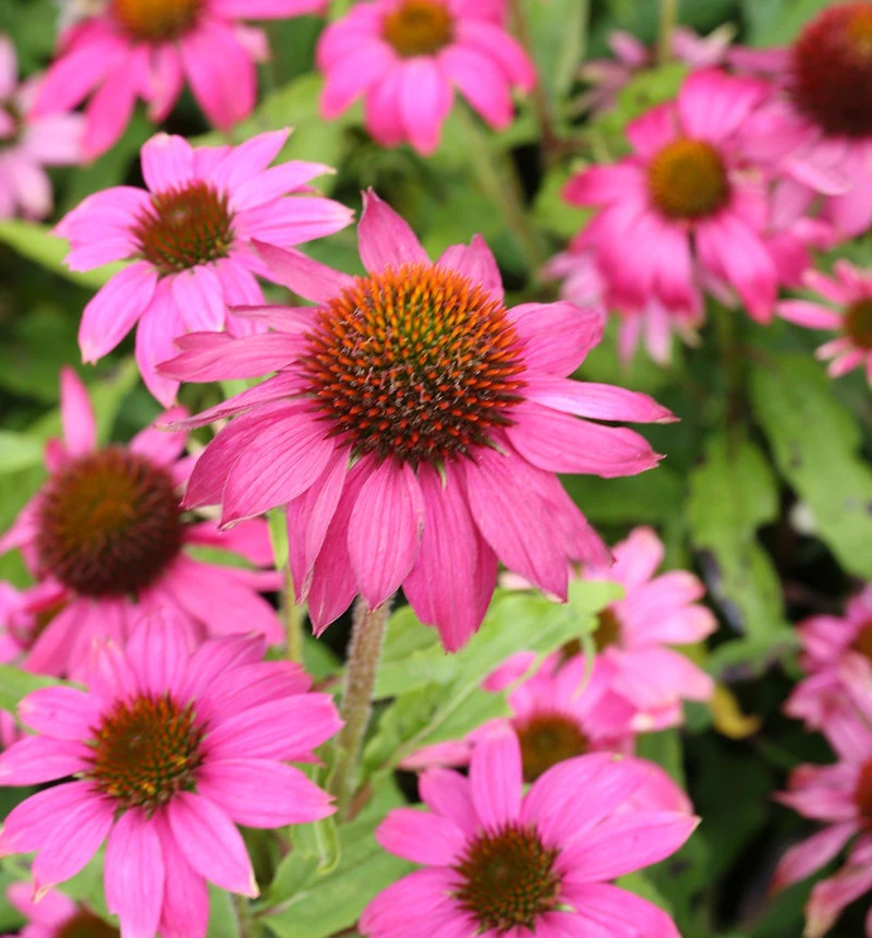Sonnenhut Pow Wow Wild Berry - Großer Topf - Echinacea Purpurea 3 Sonnenhut Pow Wow Wild Berry - Großer Topf - Echinacea Purpurea