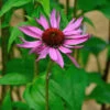 Sonnenhut Primadonna Deep Rose - Großer Topf - Echinacea Purpurea -Gartengrünpflanzen Geschäft Echinacea purpurea Primadonna Deep Rose