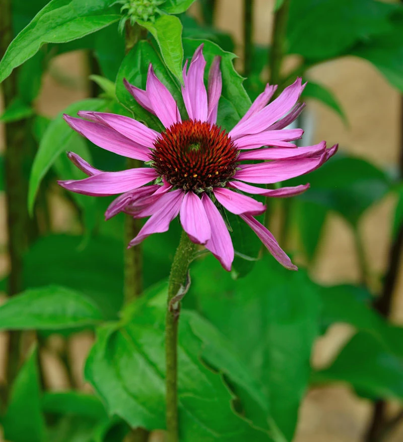 Sonnenhut Primadonna Deep Rose - Großer Topf - Echinacea Purpurea 3 Sonnenhut Primadonna Deep Rose - Großer Topf - Echinacea Purpurea