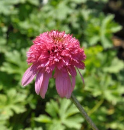 Sonnenhut Razzmatazz - Echinacea Purpurea