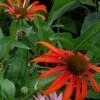 Sonnenhut Tomato Soup - Echinacea Purpurea -Gartengrünpflanzen Geschäft Echinacea purpurea Tomato Soup