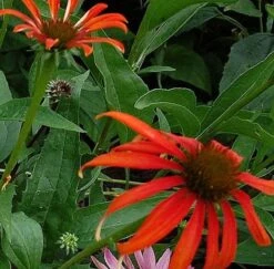 Sonnenhut Tomato Soup - Echinacea Purpurea