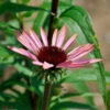 Sonnenhut Augustkönigin - Echinacea Purpurea 2 Sonnenhut Augustkönigin - Echinacea Purpurea -Gartengrünpflanzen Geschäft Echinacea purpureaAugustknigin