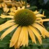 Sonnenhut Conetto Banana - Großer Topf - Echinacea Cultorum -Gartengrünpflanzen Geschäft Echinacea ultorum Conetto Banana
