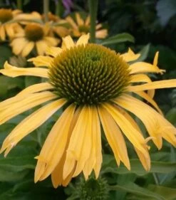 Sonnenhut Conetto Banana - Großer Topf - Echinacea Cultorum