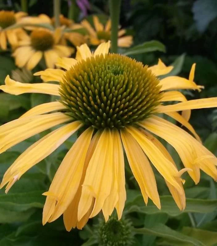 Sonnenhut Conetto Banana - Großer Topf - Echinacea Cultorum 3 Sonnenhut Conetto Banana - Großer Topf - Echinacea Cultorum