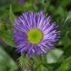 Feinstrahlaster Dunkelste Aller - Erigeron Hybrid -Gartengrünpflanzen Geschäft Erigeron Hybrid DunkelsteAller