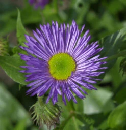 Feinstrahlaster Dunkelste Aller - Erigeron Hybrid