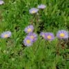 Feinstrahlaster Mrs. E.H. Beale - Erigeron Hybrid