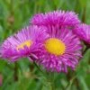 Feinstrahlaster Karminstrahl - Erigeron Cultorum -Gartengrünpflanzen Geschäft Erigeron cultorum Karminstrahl