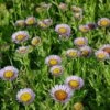 Blaugrünes Gänseblümchen - Erigeron Glaucus -Gartengrünpflanzen Geschäft Erigeron glaucus