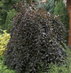 Schwarzrote Hängebuche 60-80cm - Fagus Sylvatica