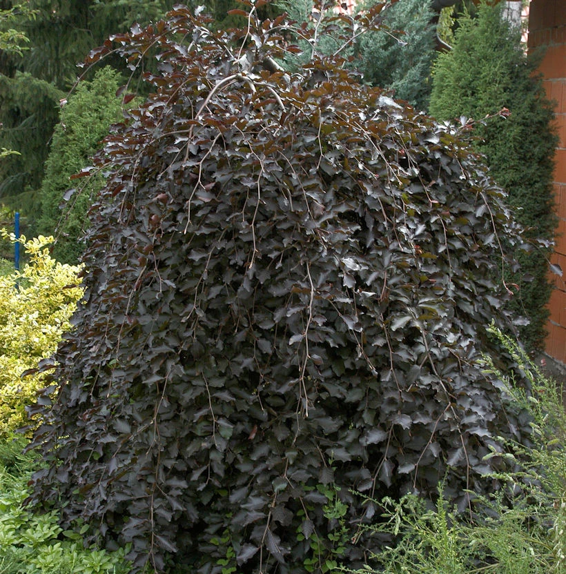 Schwarzrote Hängebuche 60-80cm - Fagus Sylvatica 3 Schwarzrote Hängebuche 60-80cm - Fagus Sylvatica