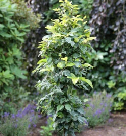 Schwachwüchsige Säulenbuche Callista 40-60cm - Fagus Sylvatica