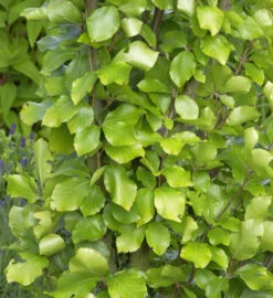 Gelbe Säulen Buche 80-100cm - Fagus Sylvatica