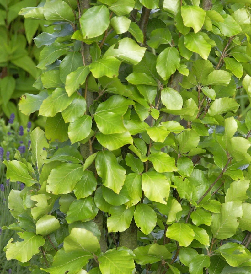 Gelbe Säulen Buche 80-100cm - Fagus Sylvatica 3 Gelbe Säulen Buche 80-100cm - Fagus Sylvatica