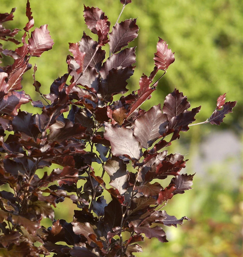 Säulen Blutbuche Dawyck Purple 100-125cm - Fagus Sylvatica 3 Säulen Blutbuche Dawyck Purple 100-125cm - Fagus Sylvatica