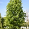 Säulen Rotbuche Dawyck 100-125cm - Fagus Sylvatica -Gartengrünpflanzen Geschäft Fagus sylvatica Dawyck 1