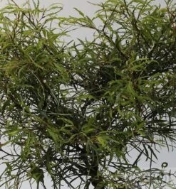 Zwerg Farnbuche Mercedes 40-60cm - Fagus Sylvatica