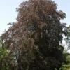 Blutbuche 80-100cm - Fagus Sylvatica 2 Blutbuche 80-100cm - Fagus Sylvatica -Gartengrünpflanzen Geschäft Fagus sylvatica Purpurea1 1 1 1