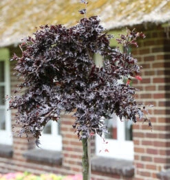 Hochstamm Blutbuche Rohan Weeping 100-125cm - Fagus Sylvatica