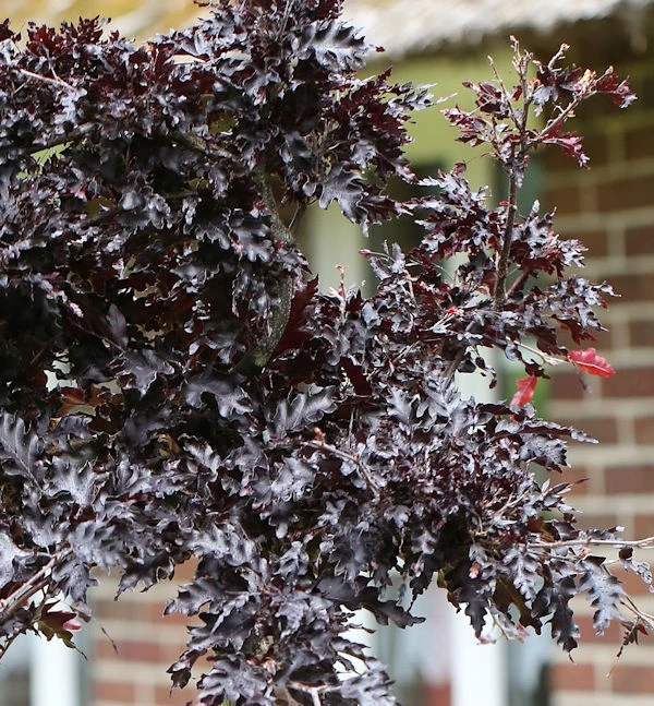 Hänge Blutbuche Rohan Weeping 40-50cm - Fagus Sylvatica 3 Hänge Blutbuche Rohan Weeping 40-50cm - Fagus Sylvatica