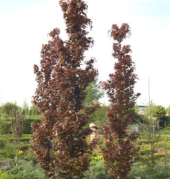 Rote Säulenbuche Rohan Obelisk 80-100cm - Fagus Sylvatica
