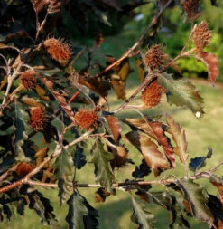 Rotlaubige Buche Rohanii 40-60cm - Fagus Sylvatica
