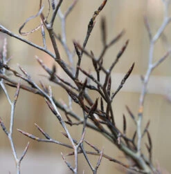 Hochstamm Geschlitztblättrige Rotbuche 40-60cm - Fagus Sylvatica