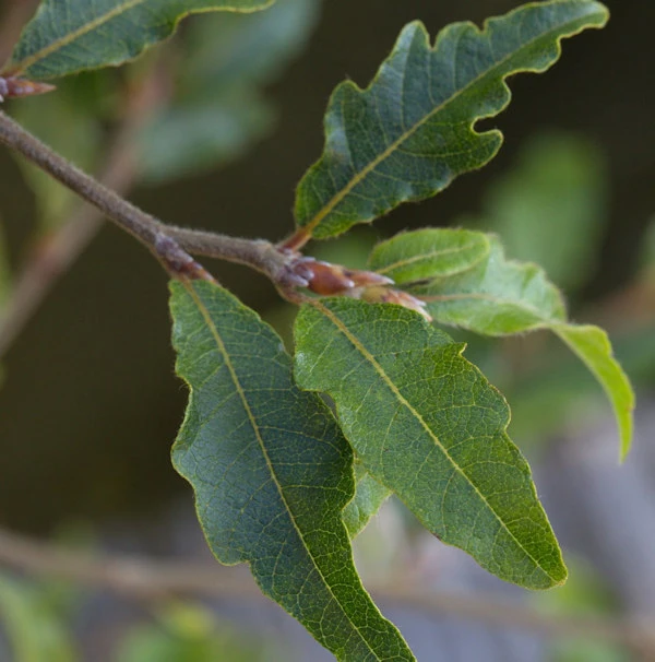 Kleine Farnblättrige Buche Sandrode 30-40cm - Fagus Sylvatica 3 Kleine Farnblättrige Buche Sandrode 30-40cm - Fagus Sylvatica