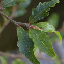 Hochstamm Kleine Farnblättrige Buche Sandrode 80-100cm - Fagus Sylvatica