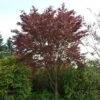 Blutbuche Swat Magret 80-100cm - Fagus Sylvatica -Gartengrünpflanzen Geschäft Fagus sylvatica Swat Magret 1 1 1 1