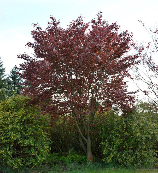 Blutbuche Swat Magret 80-100cm - Fagus Sylvatica 3 Blutbuche Swat Magret 80-100cm - Fagus Sylvatica